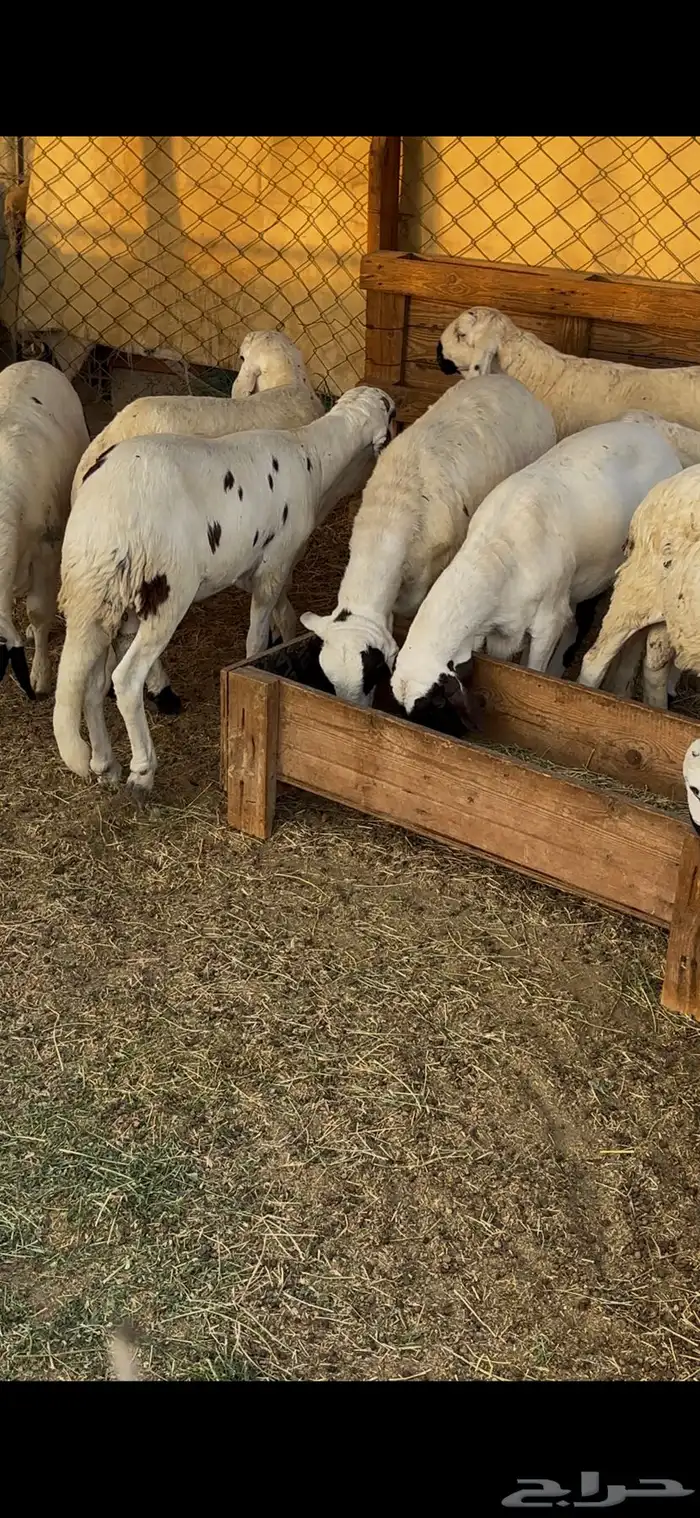 طليان سواكن بيض دمازين ذبايح هرافي نضيفه 8