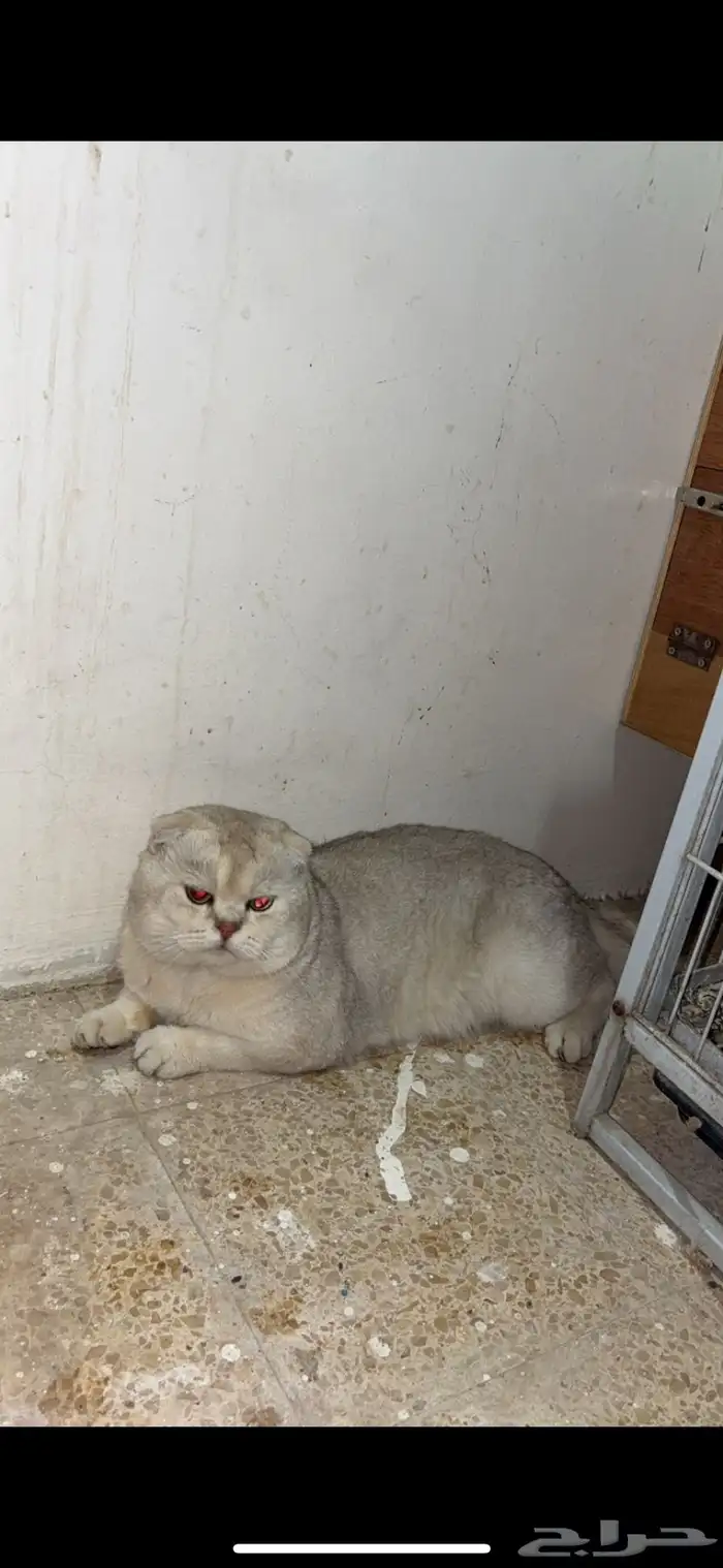 سكوتش فولد ذكر منتج بطل 6