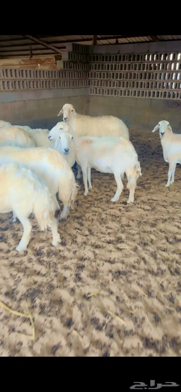 شياه حريات دفيع 4