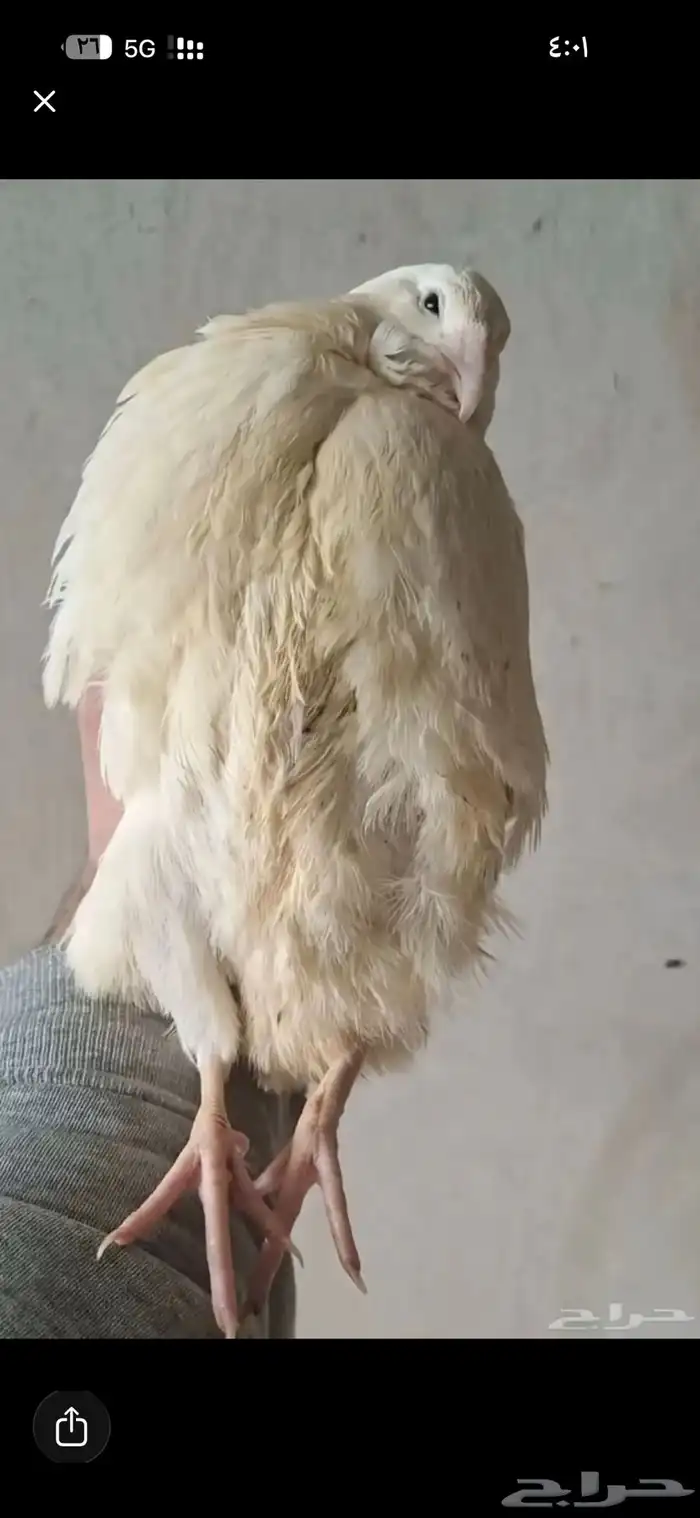 سمان  ( تاكسس)  بيض مخصب 0