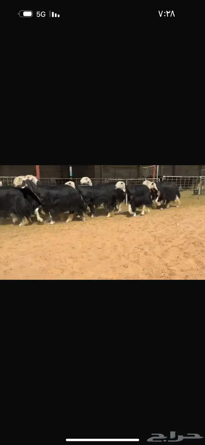 عرض بيع ثنوات وربعيات فاخره مضاريع سونار 1