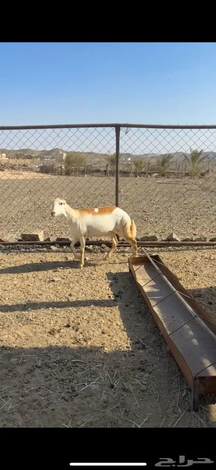 رخل خاصب بتلد 1