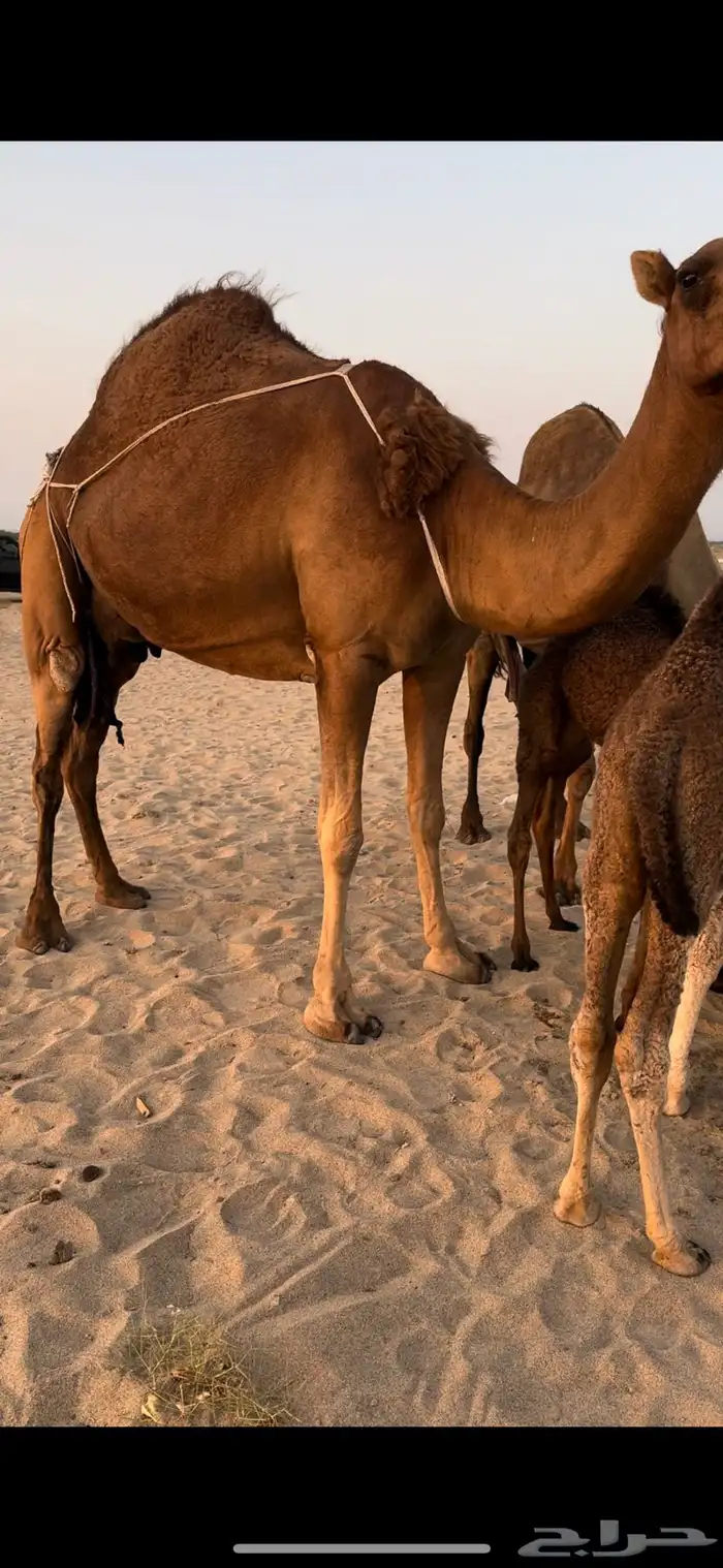 خلفة ساحلية مصغر حمراء دم 0