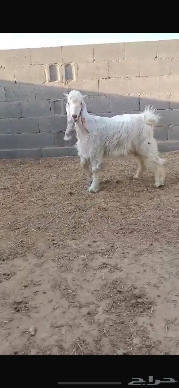 تيس عارضي ابيض 0
