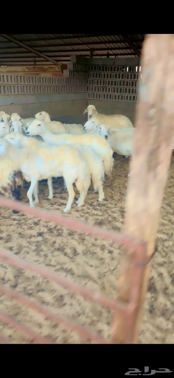 شياه حريات دفيع 0