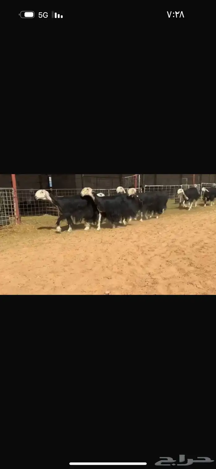 عرض بيع ثنوات وربعيات فاخره مضاريع سونار 4