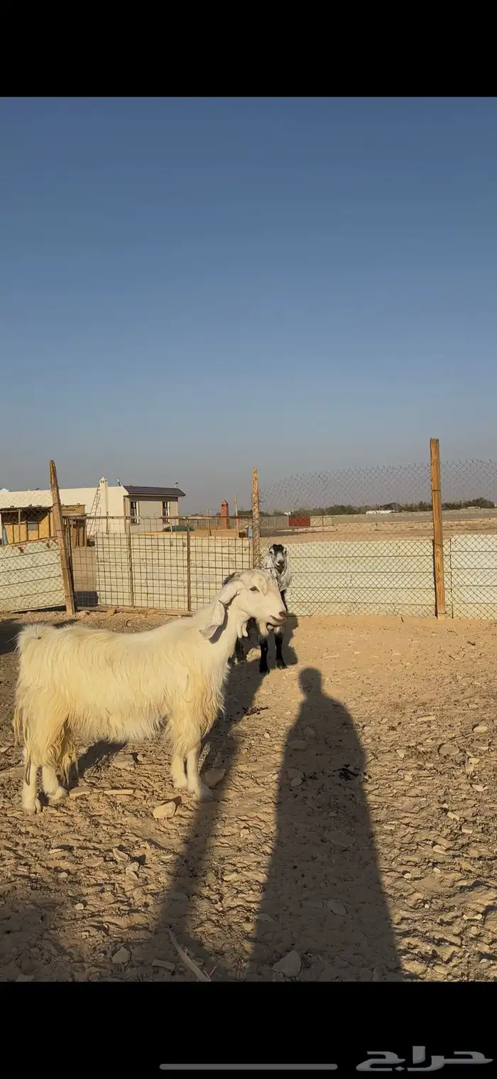 معزا دفيع شرط الخرج 7