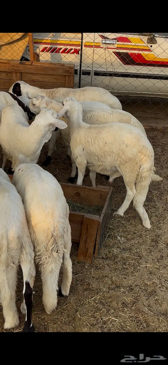طليان سواكن بيض دمازين ذبايح هرافي نضيفه 6