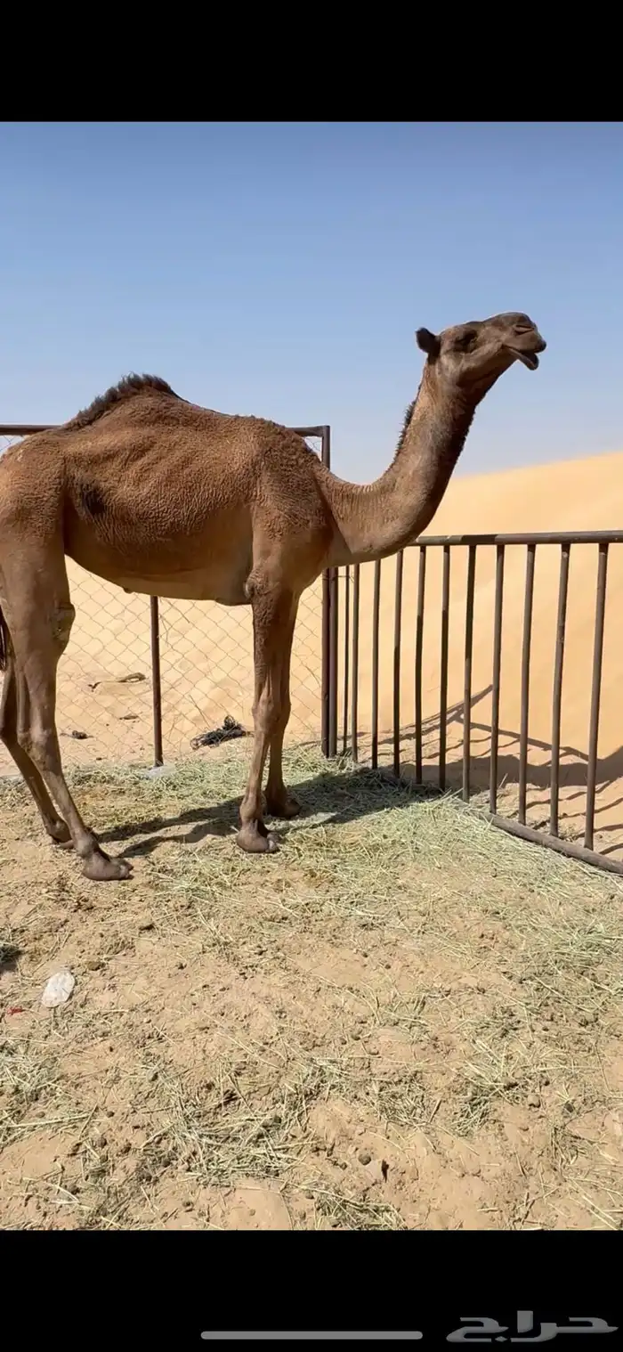 صفرا دبيانيه 0