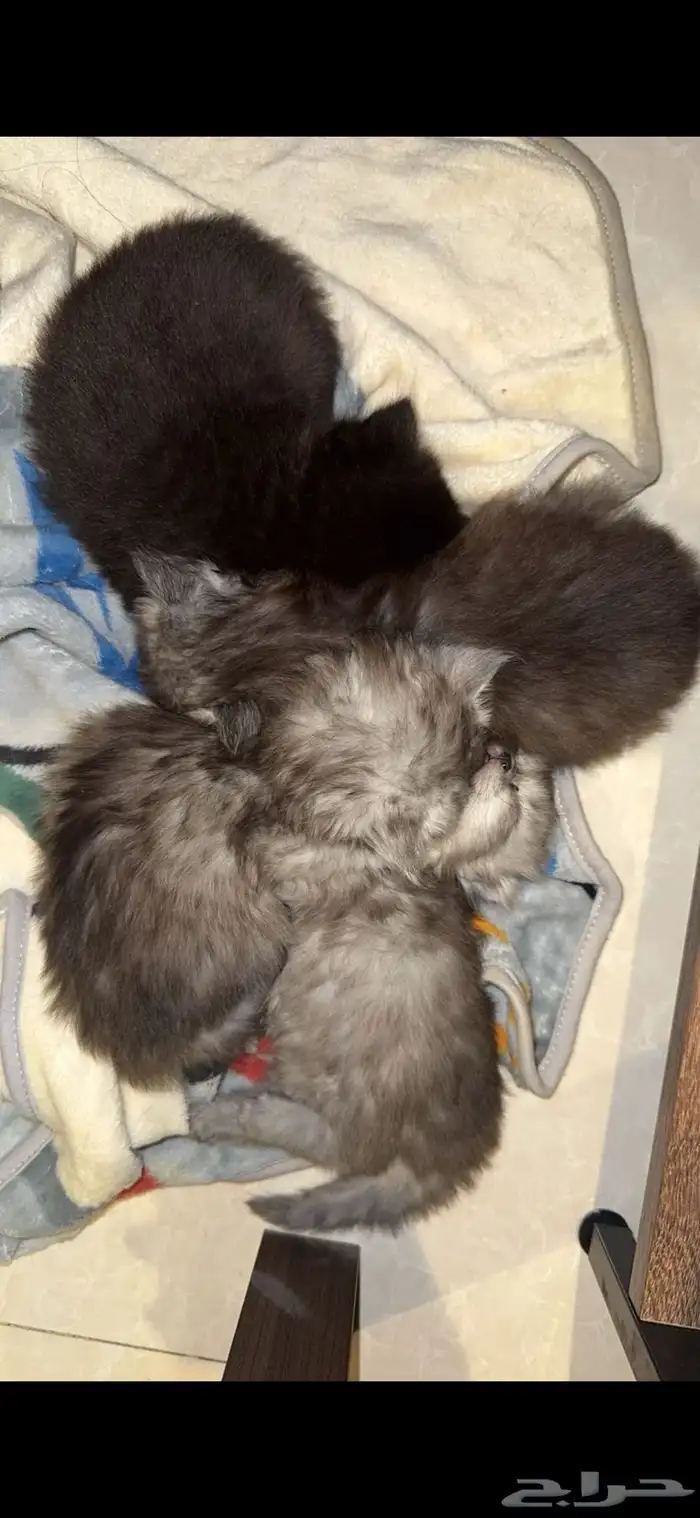 قطط شيرازي سكوتش للبيع   Persian Scottish kittens 0