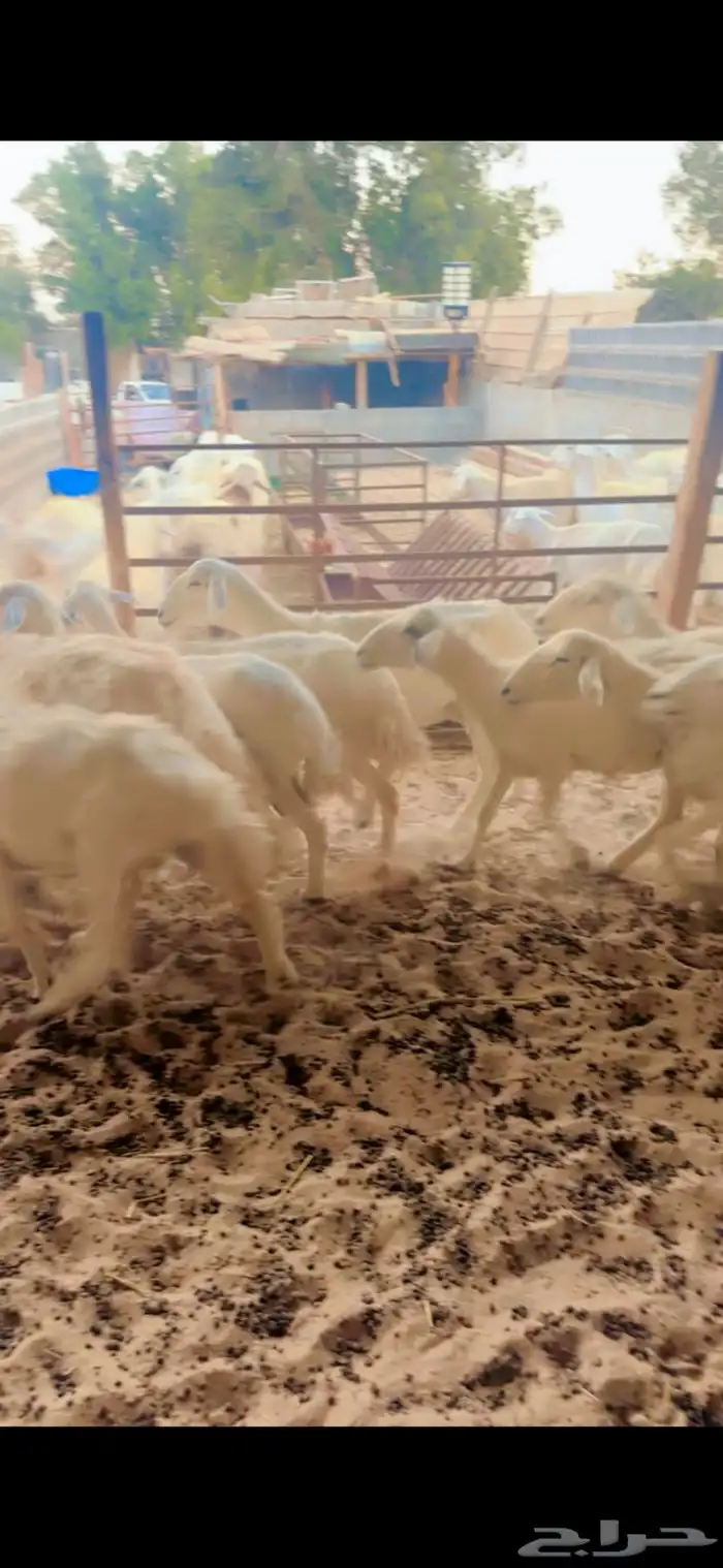 شياه حريات دفيع 5