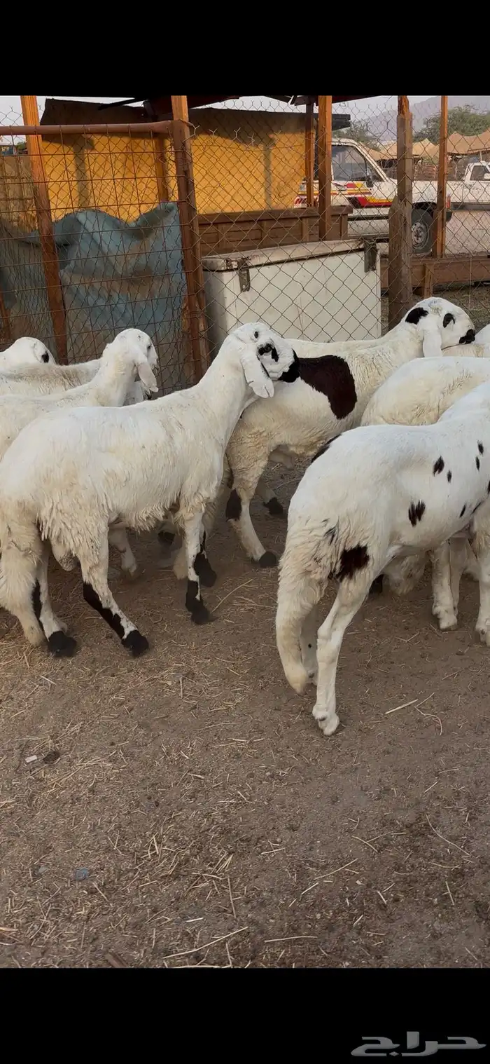 طليان سواكن بيض دمازين ذبايح هرافي نضيفه 0
