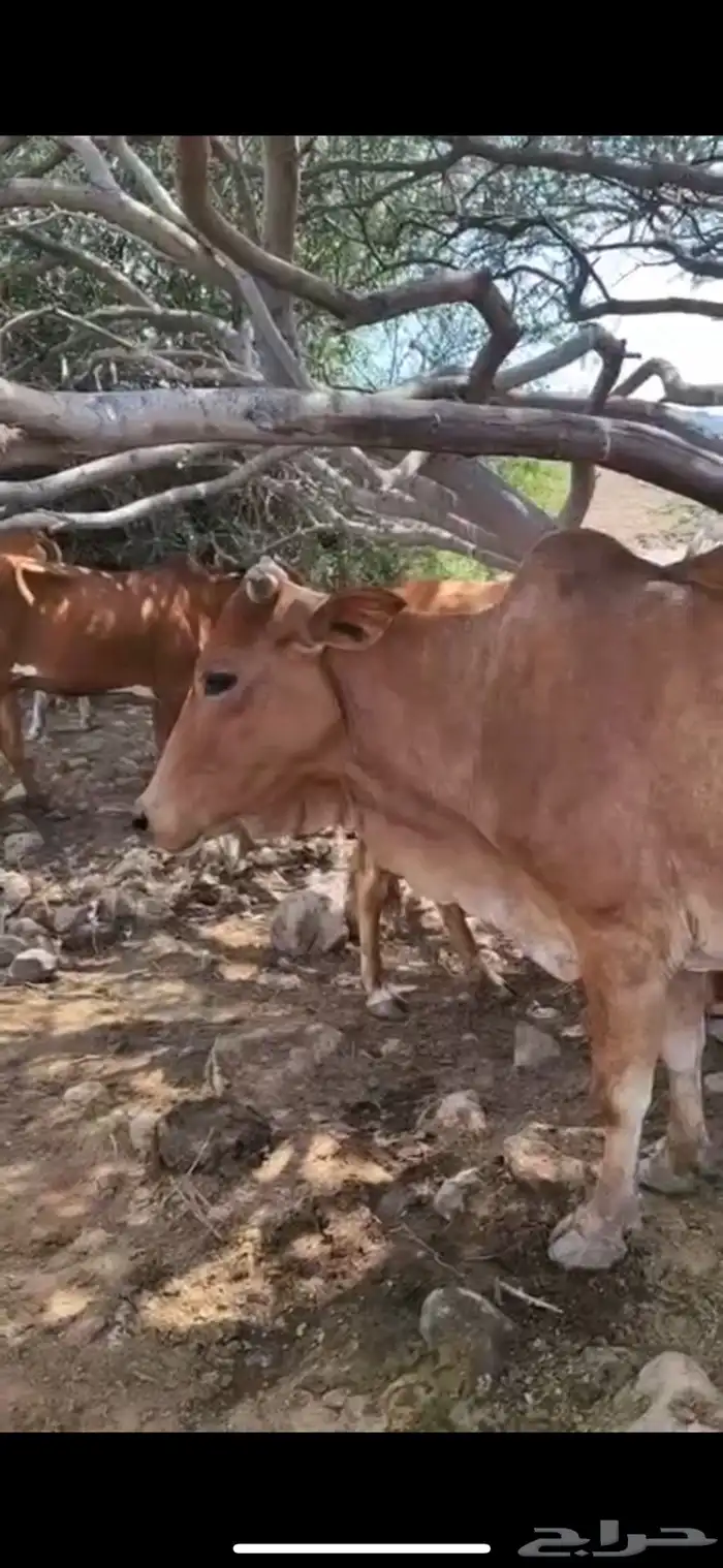 بقره قروب في5 شهور 0