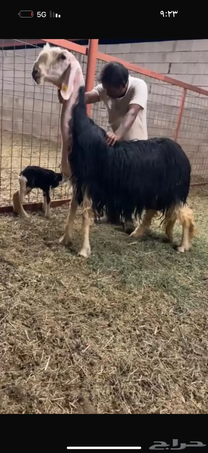 عرض بيع خلفه تحتها رخل سنه رباع 7