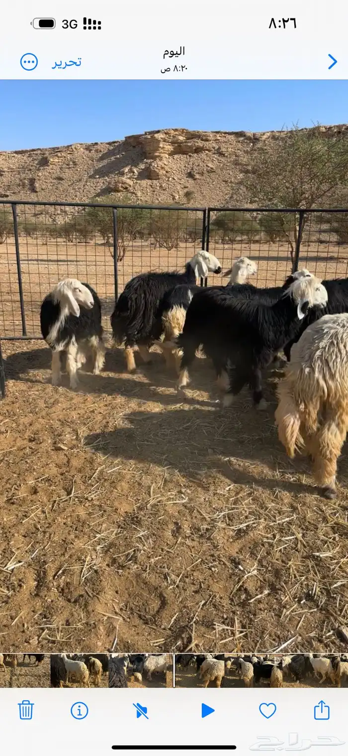 غنم نجد معها شوي حريات 3