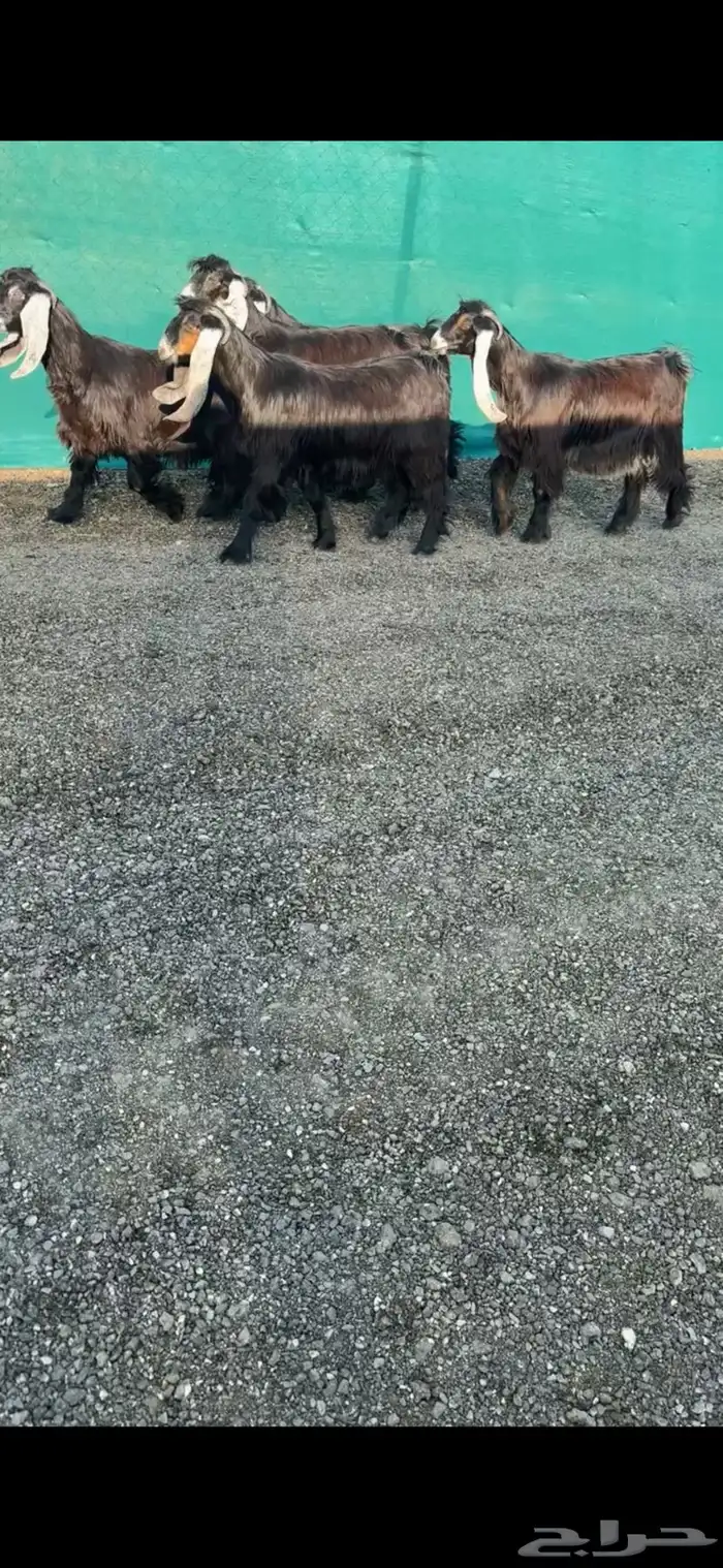 جفرات عوارض خصم الخصم تممم البيع 0