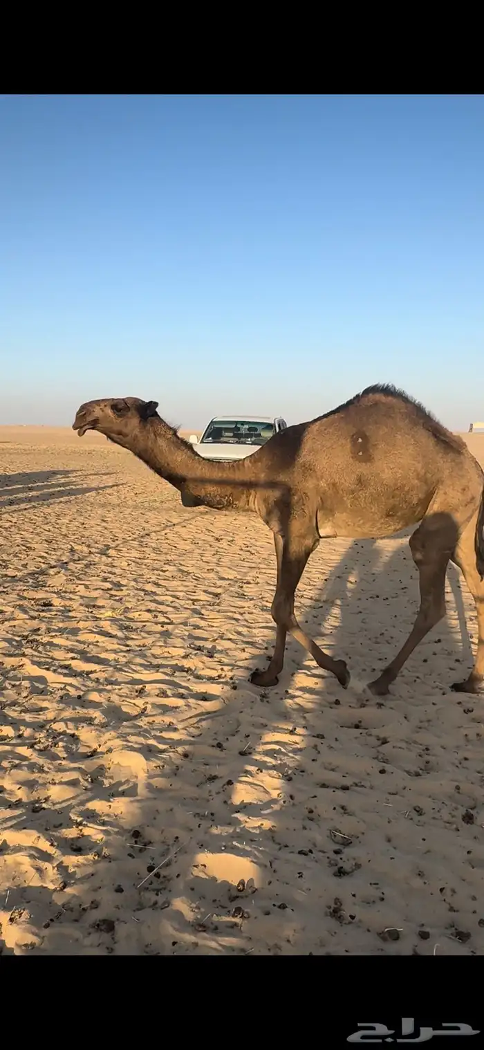 ثلاث بكار عمارهن 9 إلى 7 شهور 1