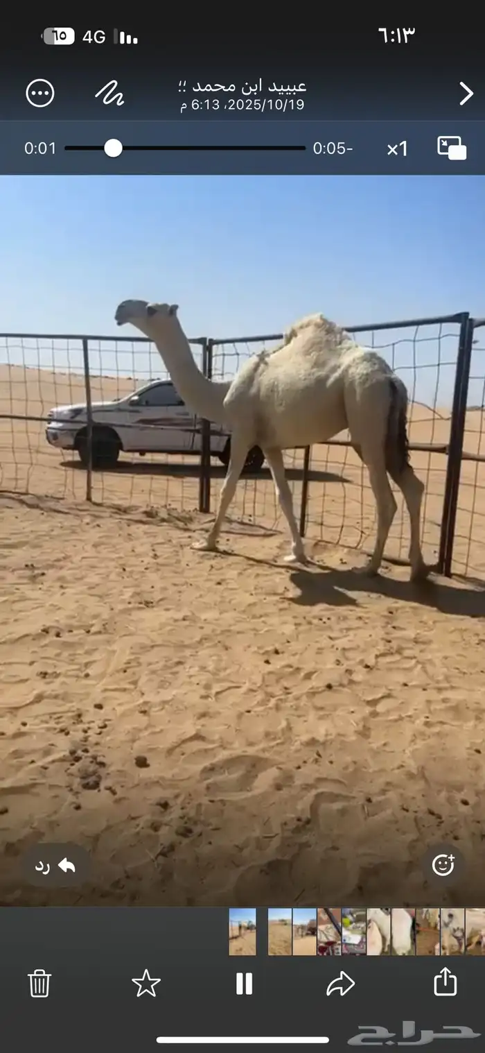 قعود فحل كفو جده مضيم وابوه موجود 2