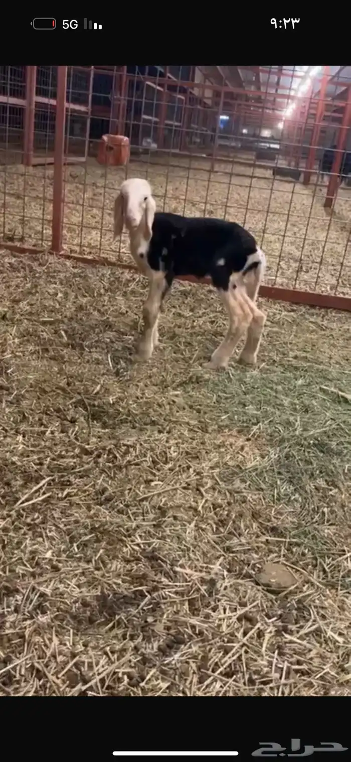عرض بيع خلفه تحتها رخل سنه رباع 6