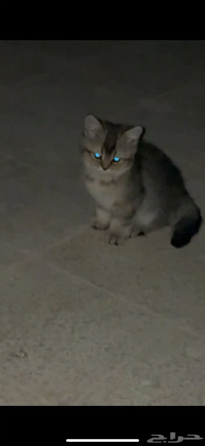 قط سكوتش ستريت من اهالي مستوى 3