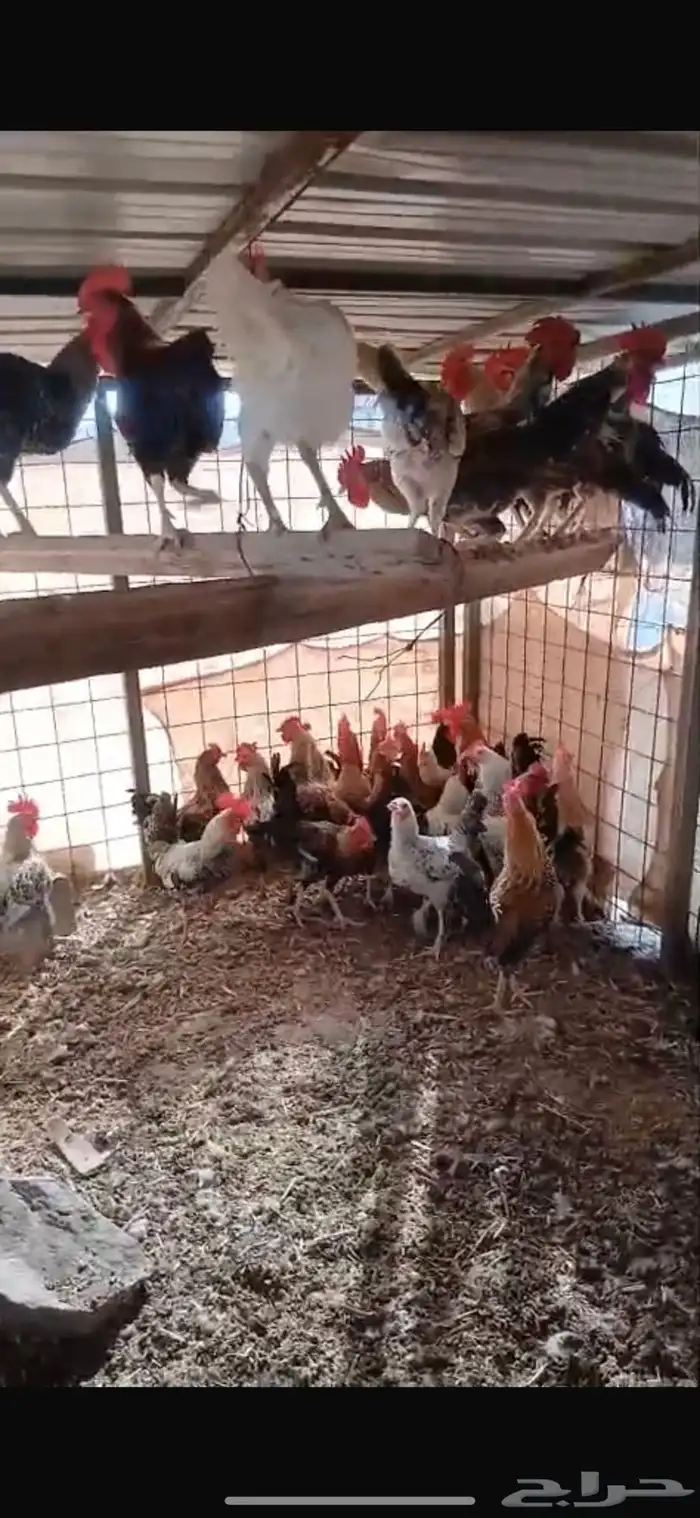 ديوك للبيع العمر من 6 اشهر الي سنه 1