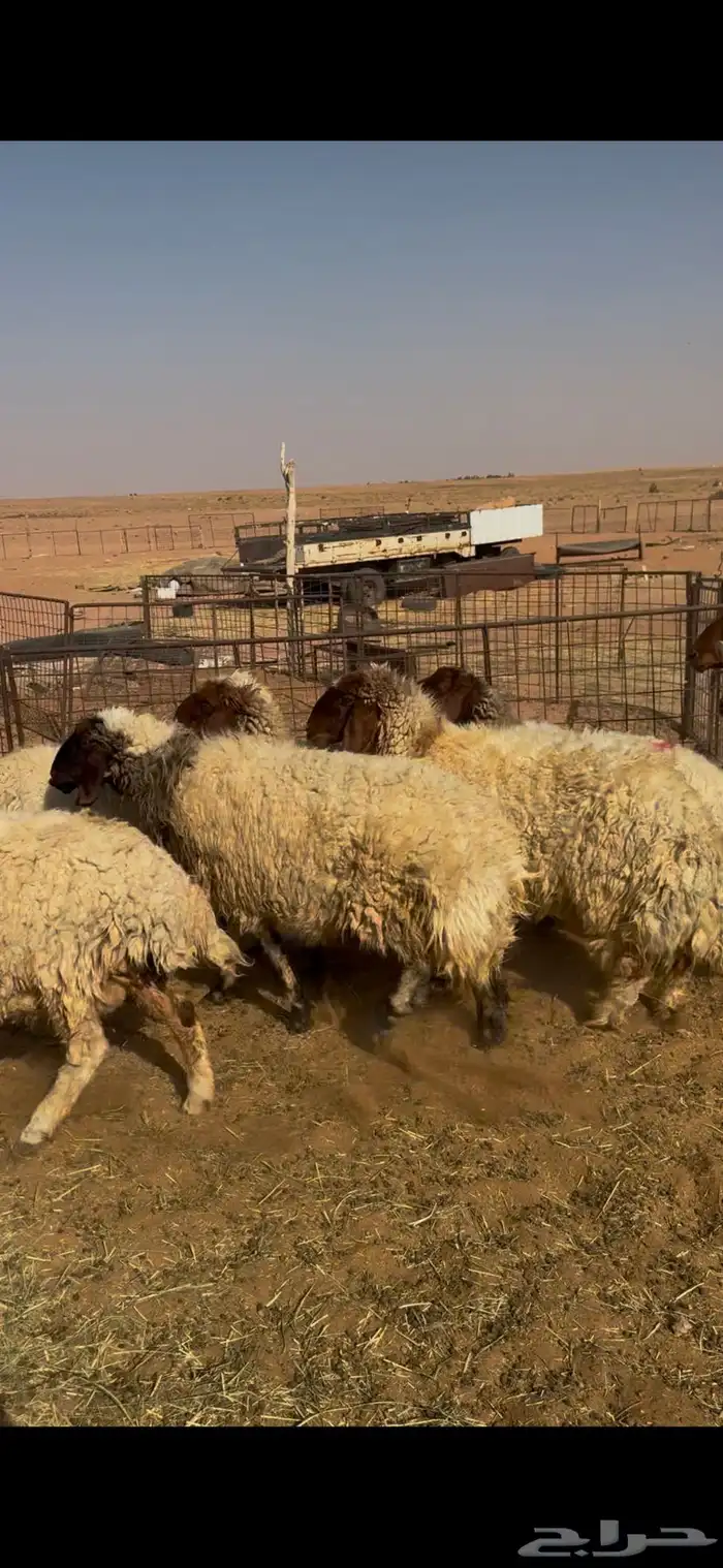 القصيم الاسياح 4