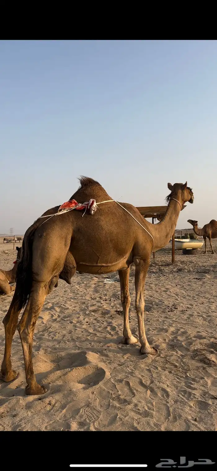 خلفه حمرا مصغر تحدي فل حليب تعبي سطل((تم البيع)) 1