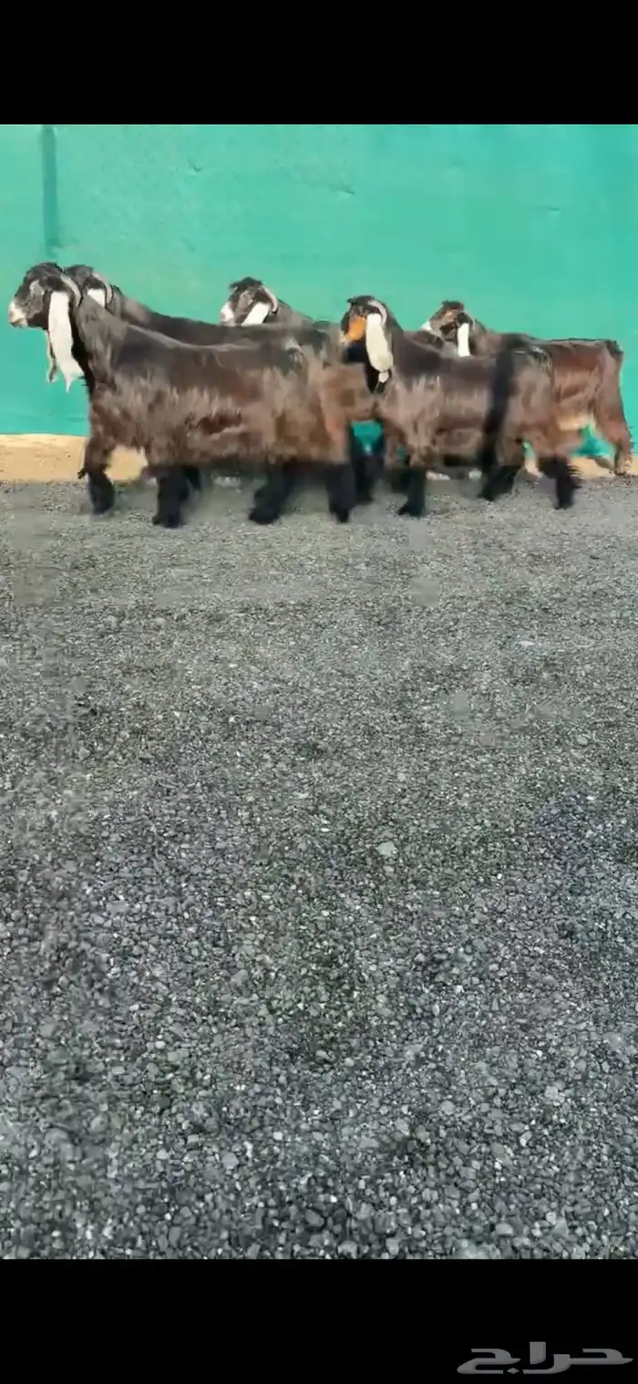 جفرات عوارض خصم الخصم تممم البيع 2