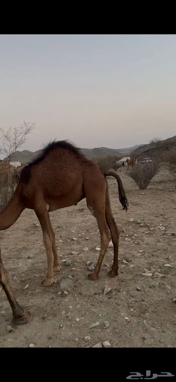 الشميسي مكة الإيواء 1