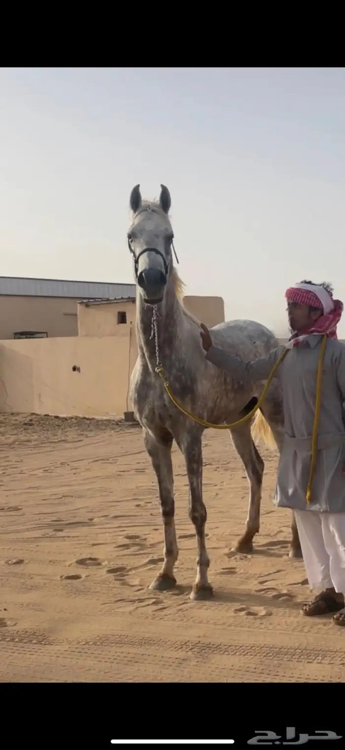 حصان شعبي فاخر 1