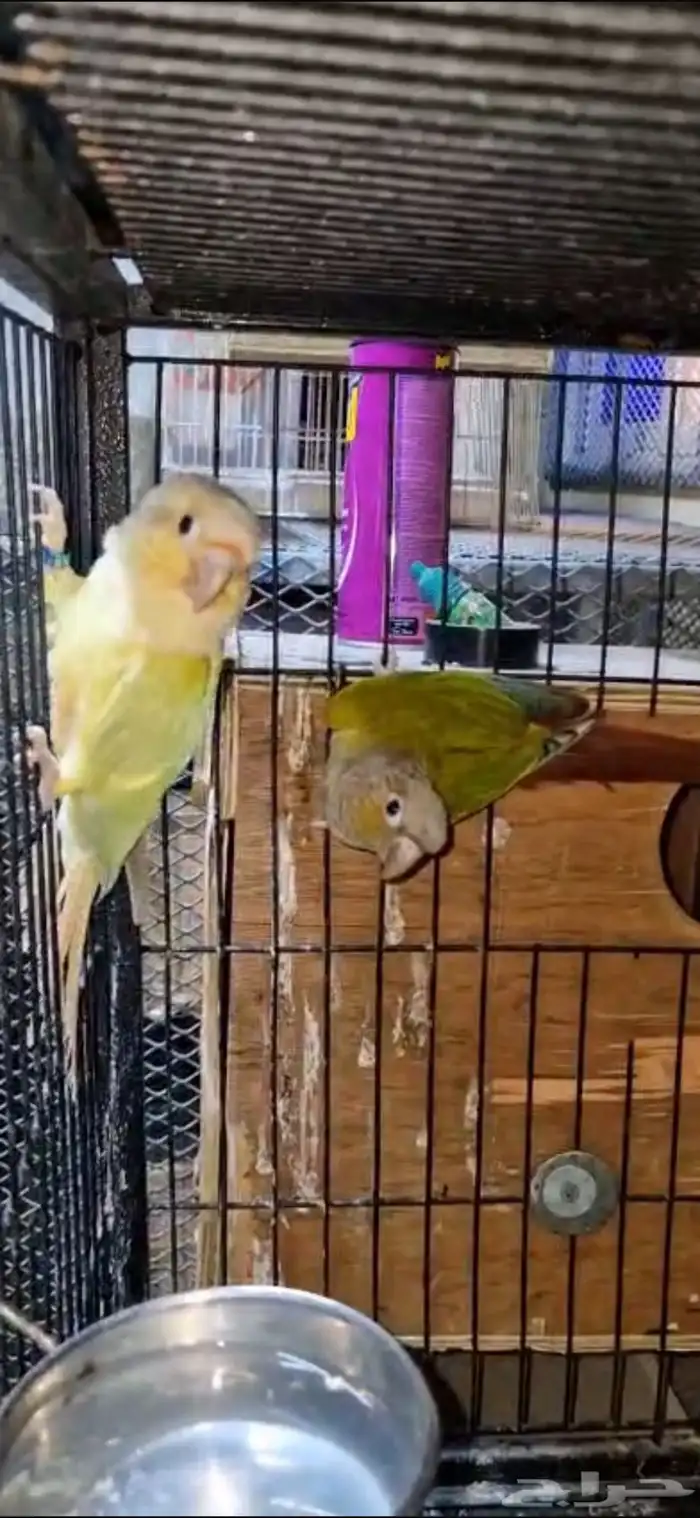 البيع جوزين وفرده كنيور 2