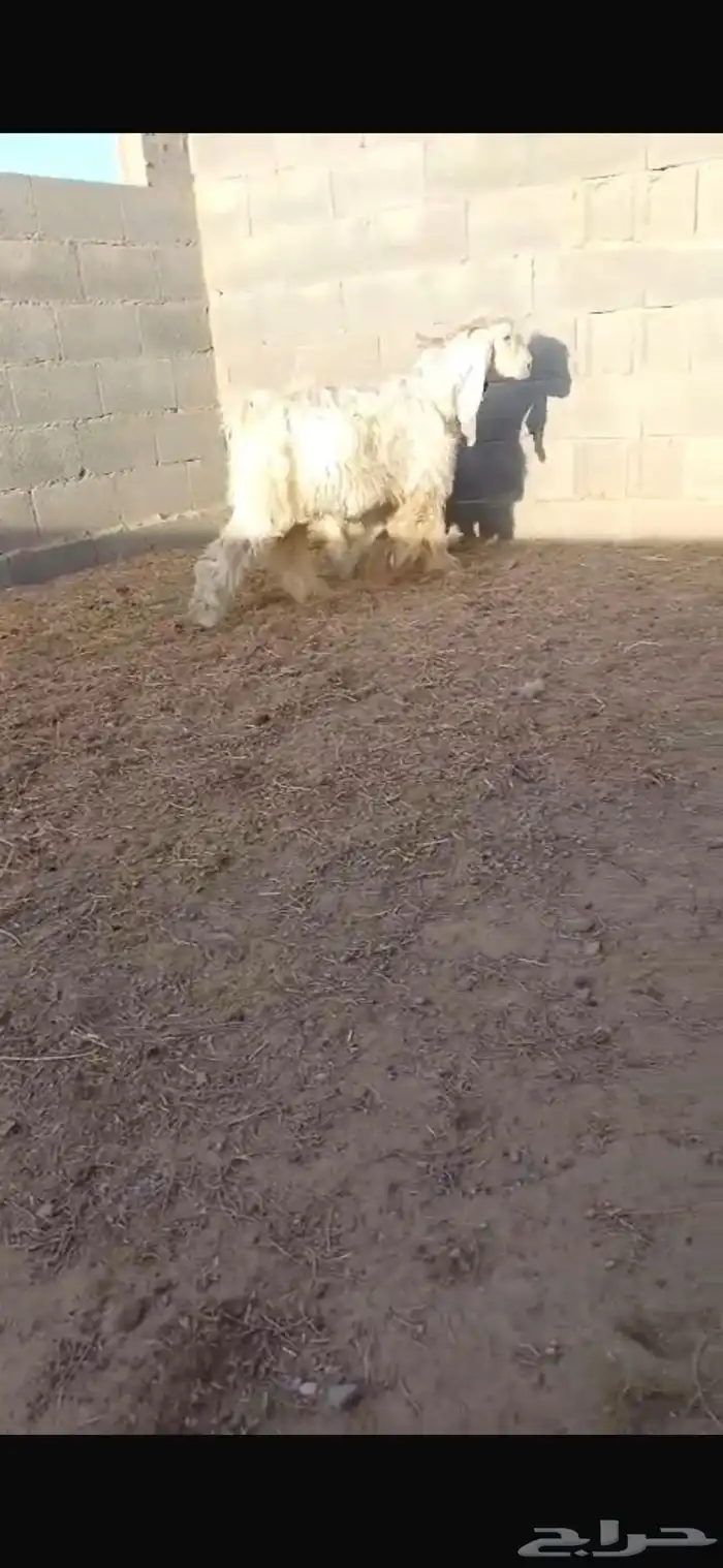 تيس عارضي ابيض 1