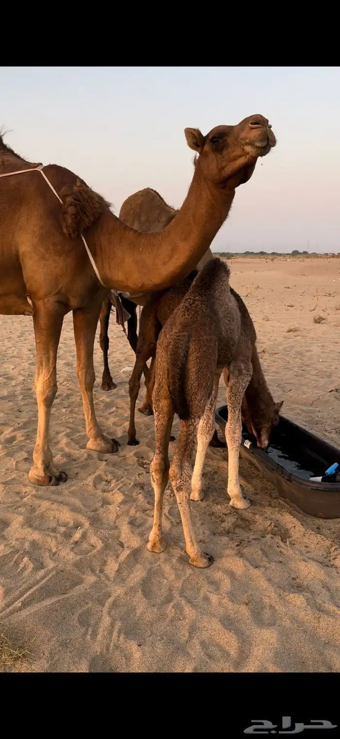 خلفة ساحلية مصغر حمراء دم 1