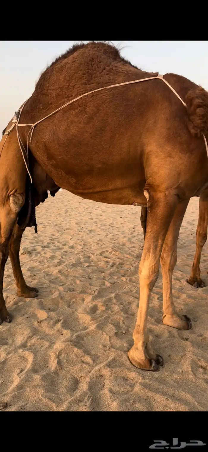 خلفة ساحلية مصغر حمراء دم 6