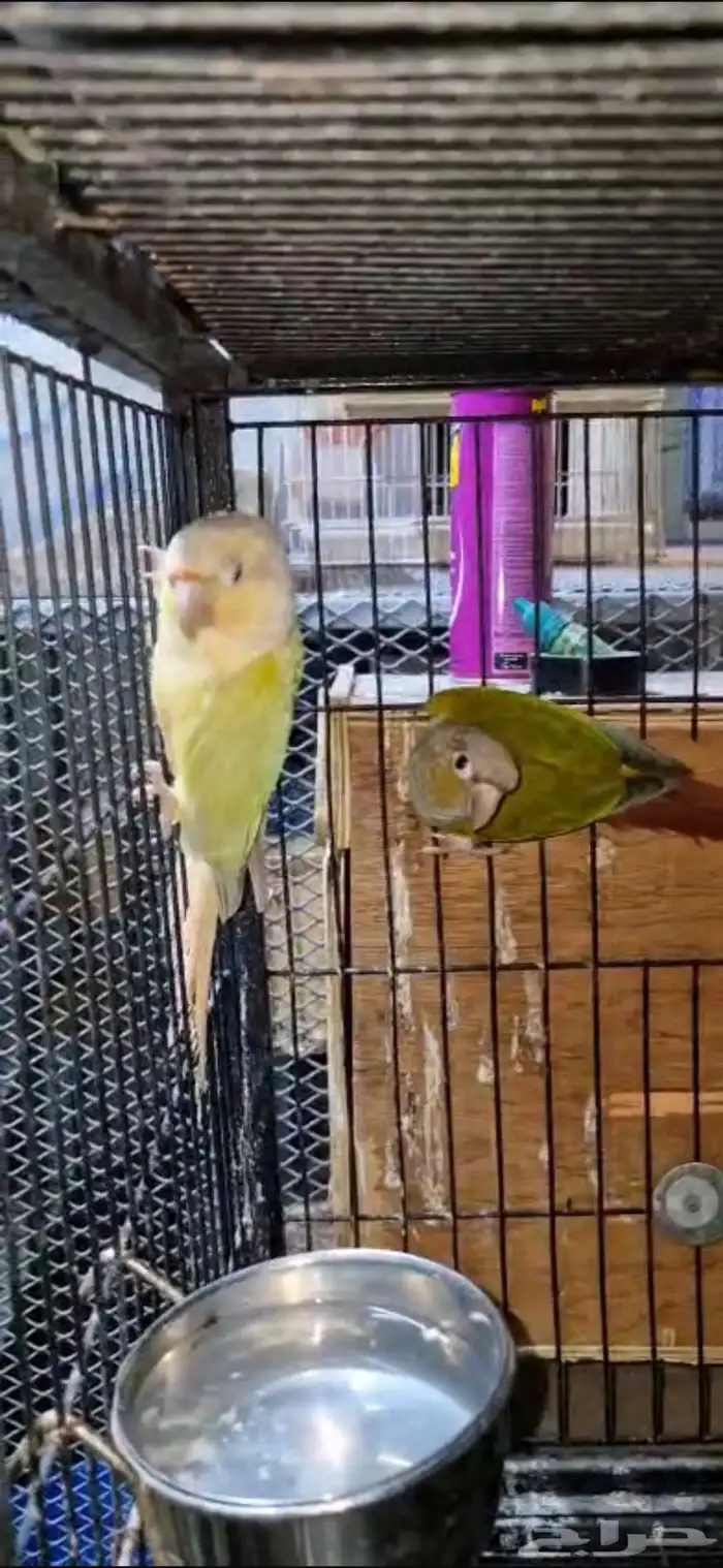 البيع جوزين وفرده كنيور 1