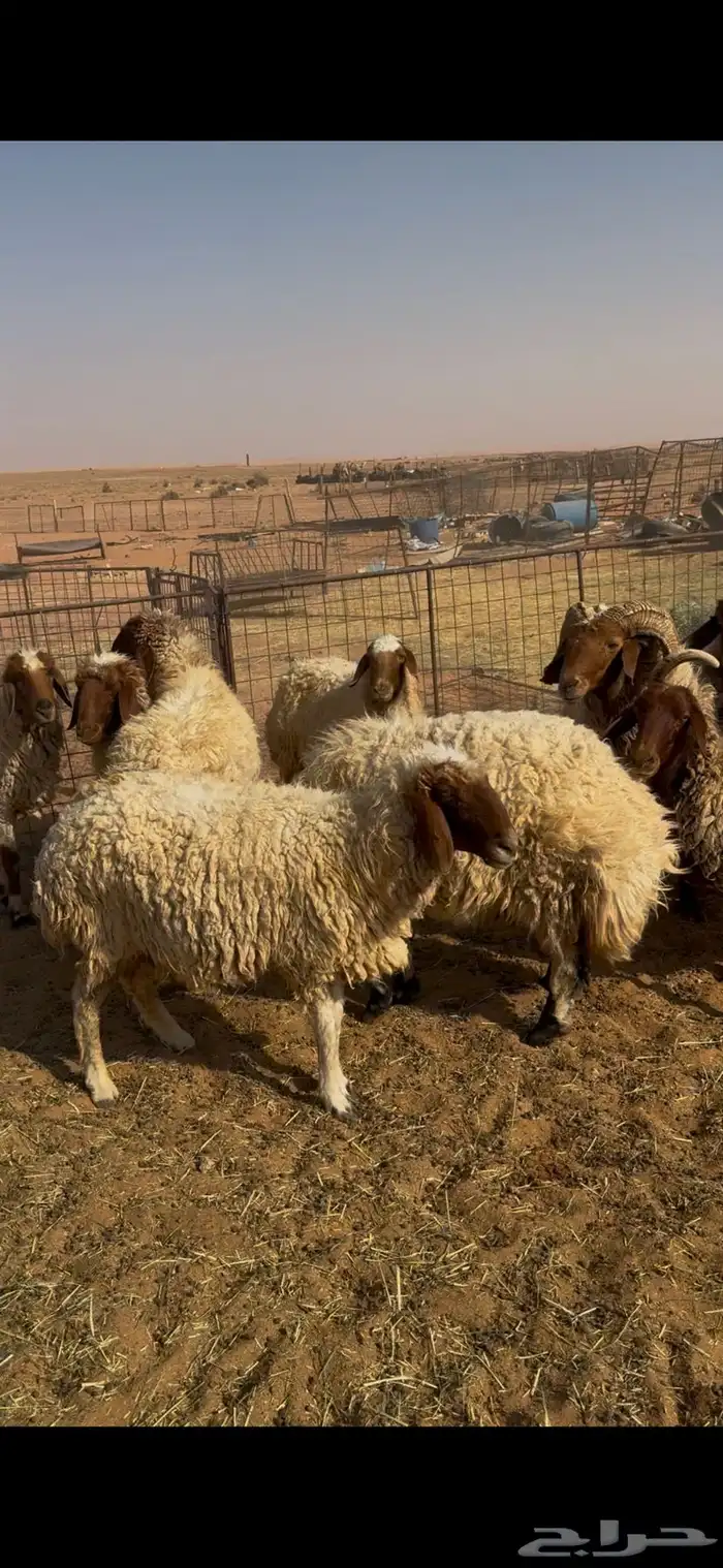 القصيم الاسياح 1