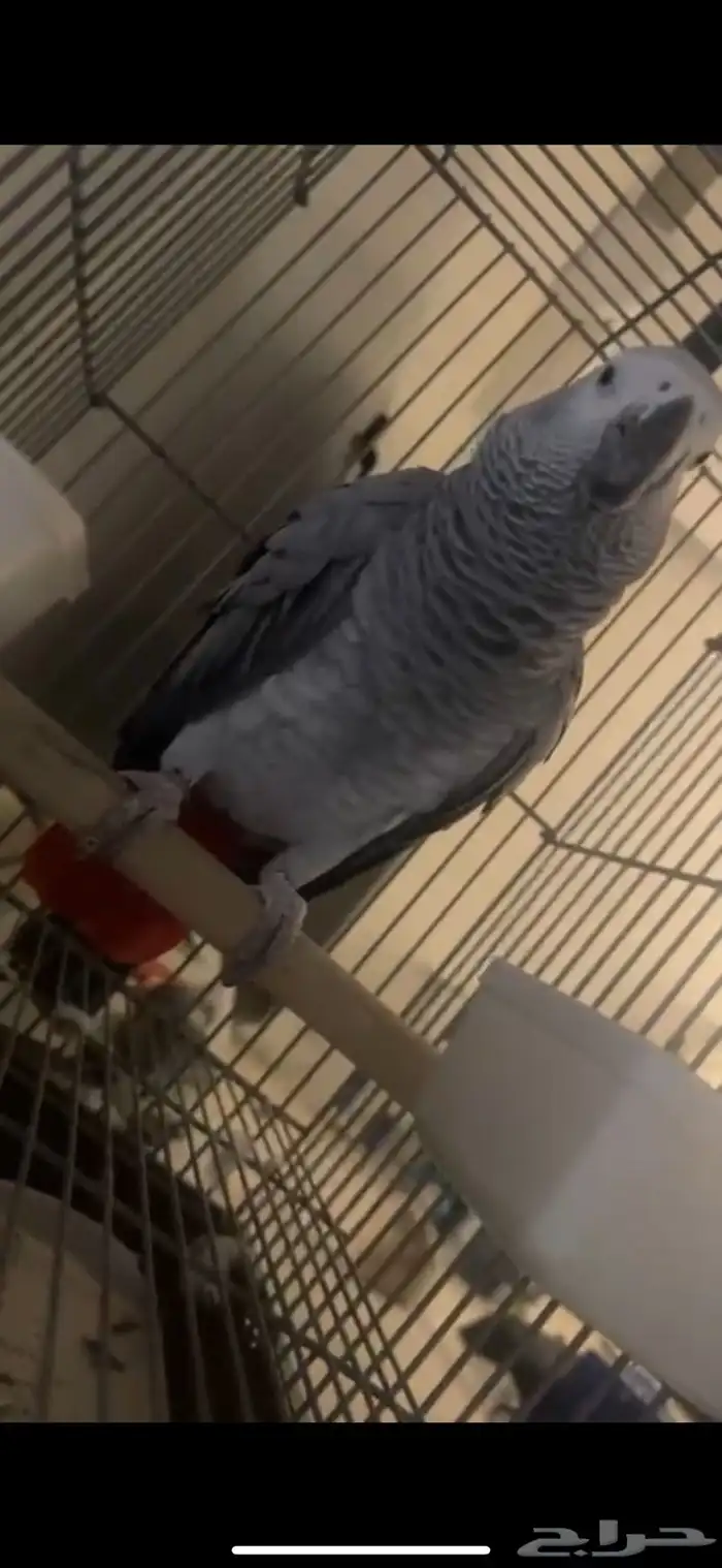 كاسكو أليف بسعر طيب 0