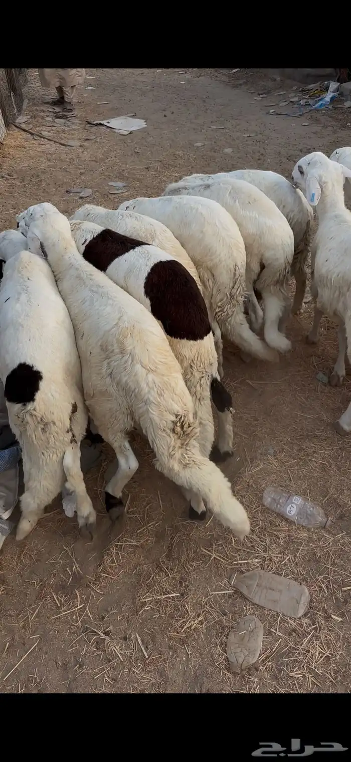طليان سواكن بيض دمازين ذبايح هرافي نضيفه 3