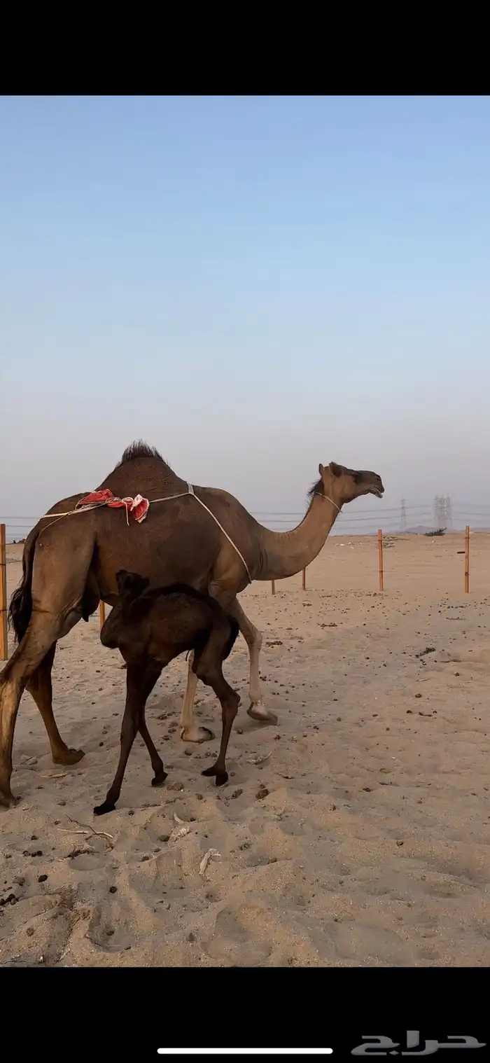 خلفه حمرا مصغر تحدي فل حليب تعبي سطل((تم البيع)) 3