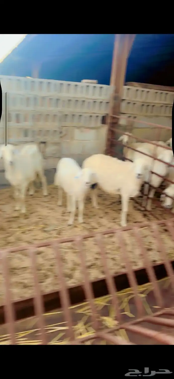 شياه حريات دفيع 2