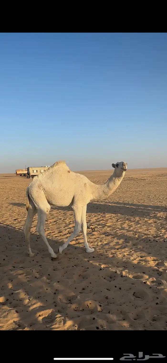 ثلاث بكار عمارهن 9 إلى 7 شهور 2