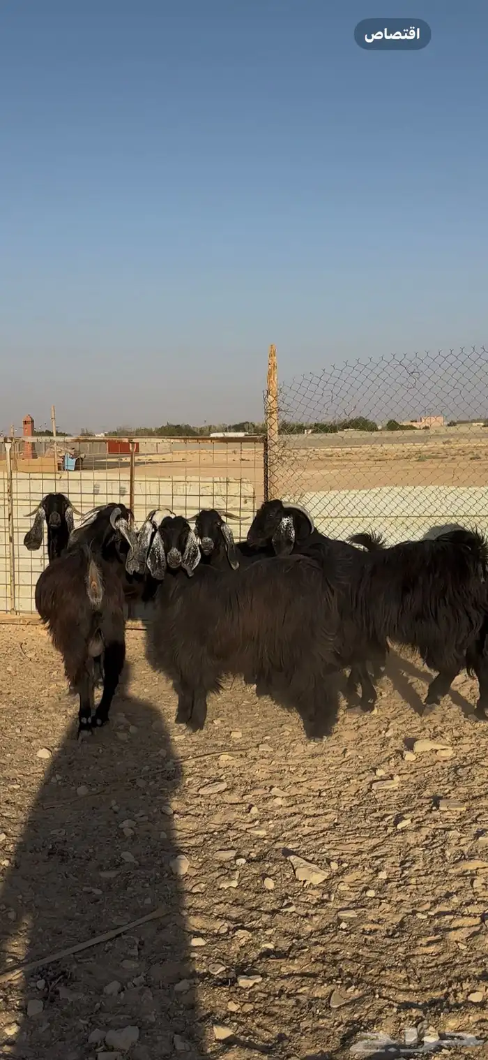 معزا دفيع شرط الخرج 6