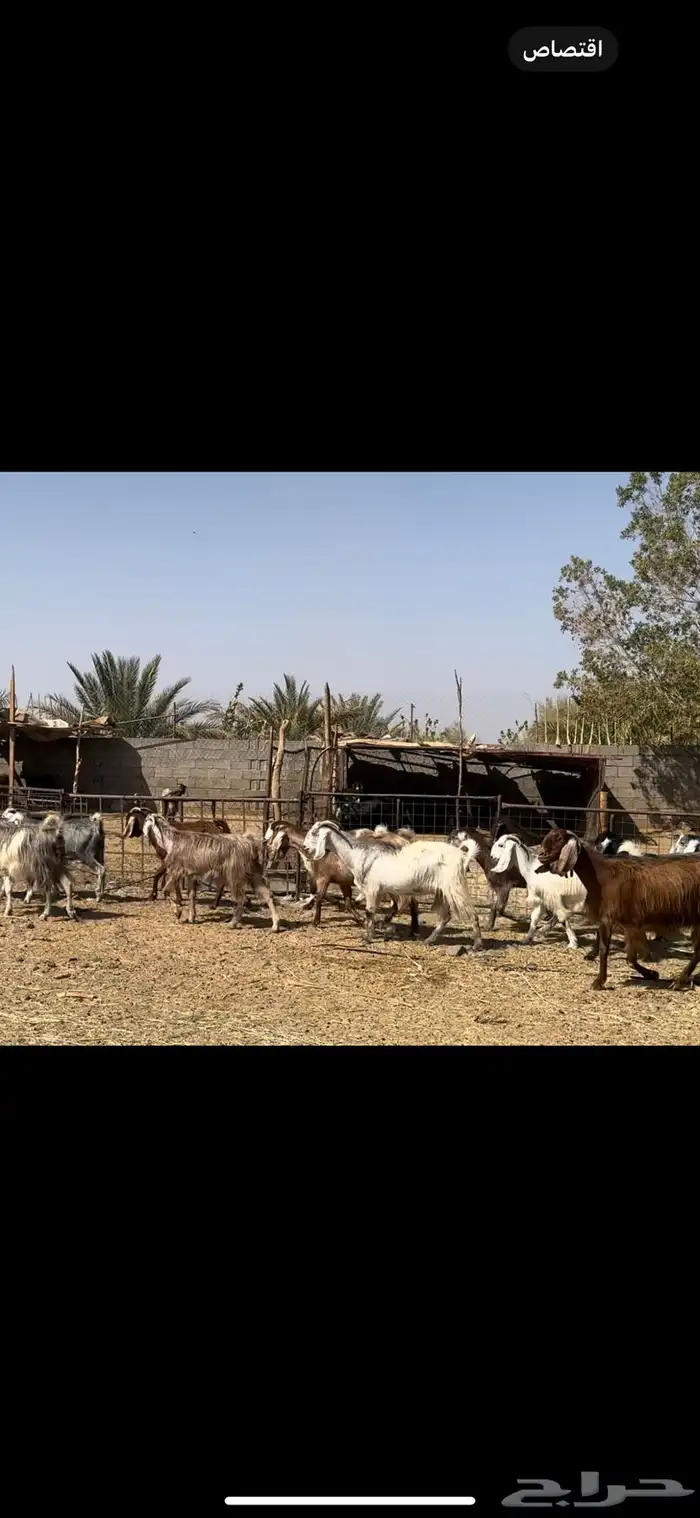 معزا مصريات دفيع وضريع. تم البيع 8