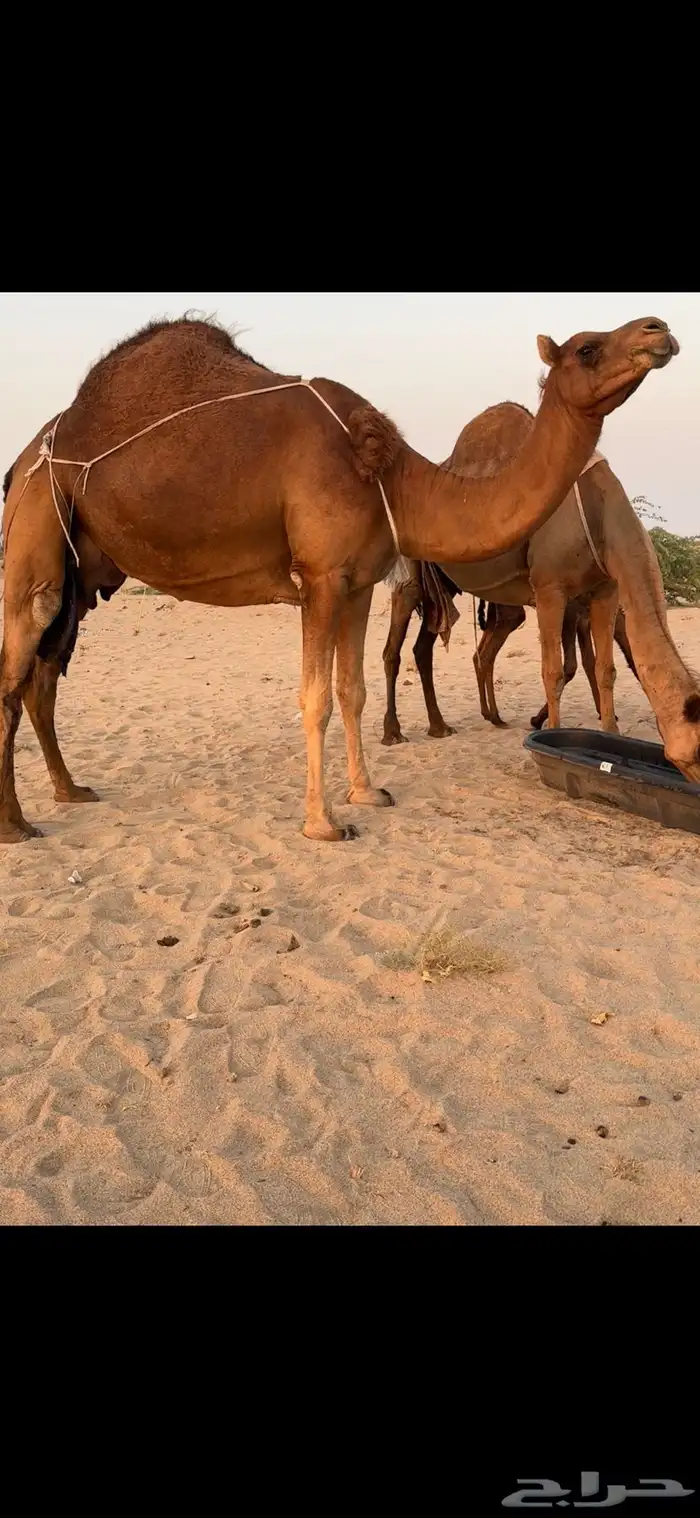 خلفة ساحلية مصغر حمراء دم 5
