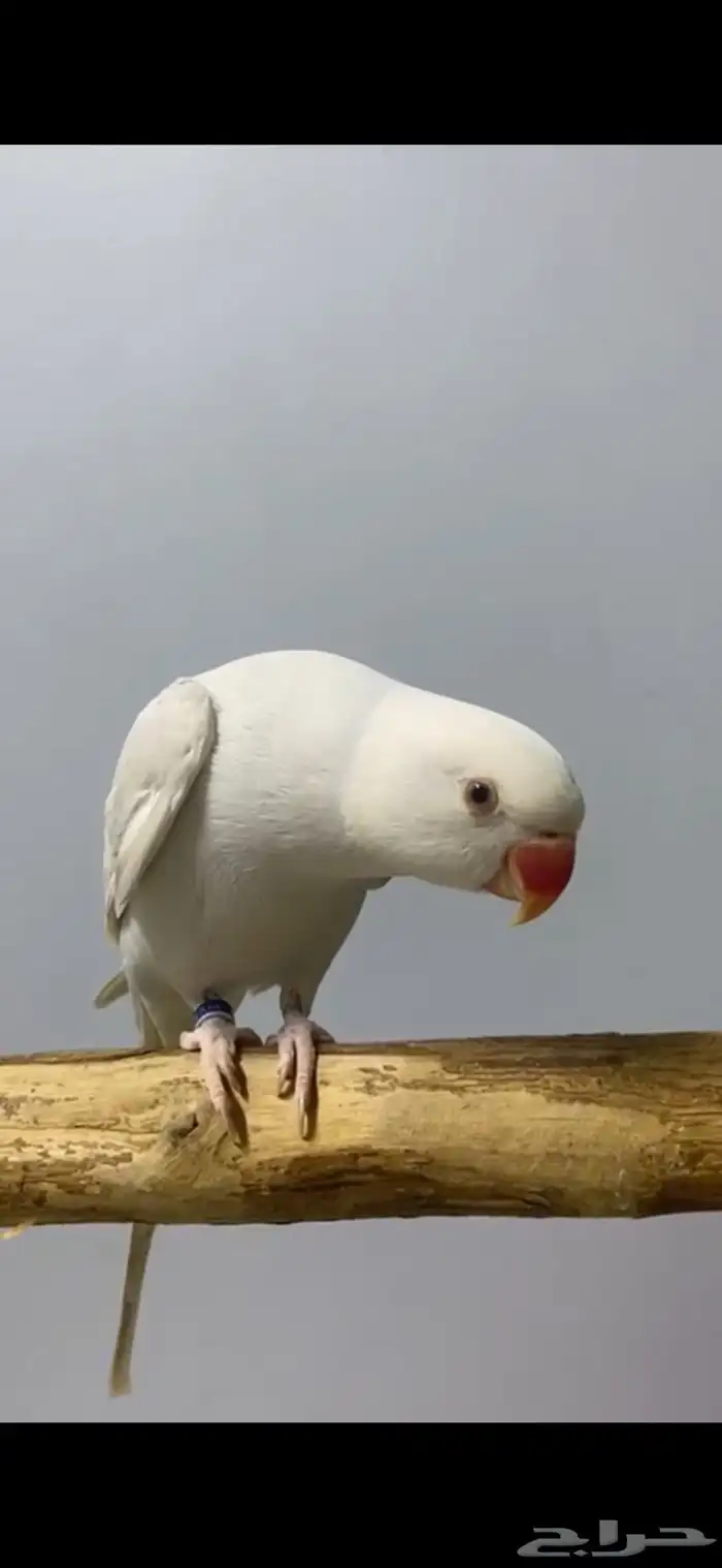 دره هولندي اليف 3