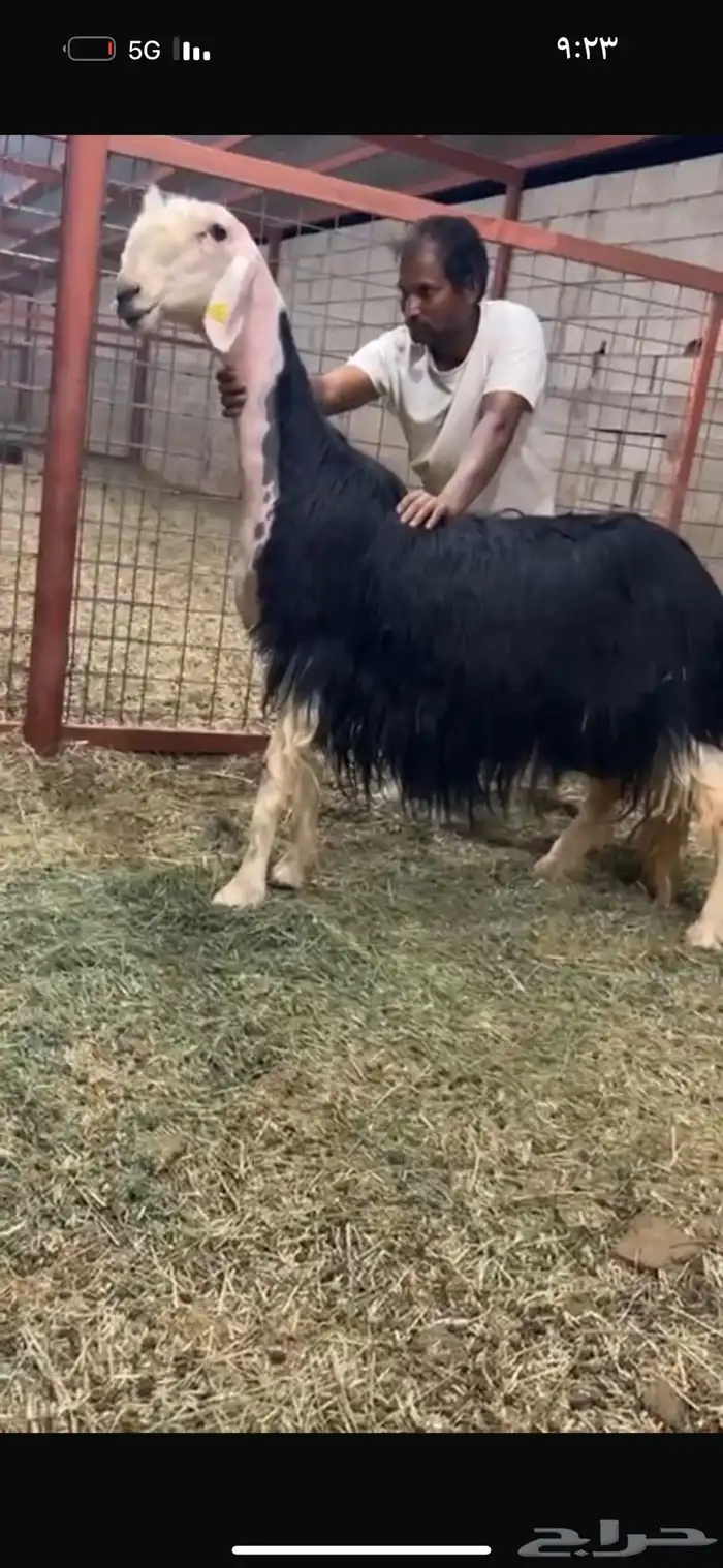 عرض بيع خلفه تحتها رخل سنه رباع 4