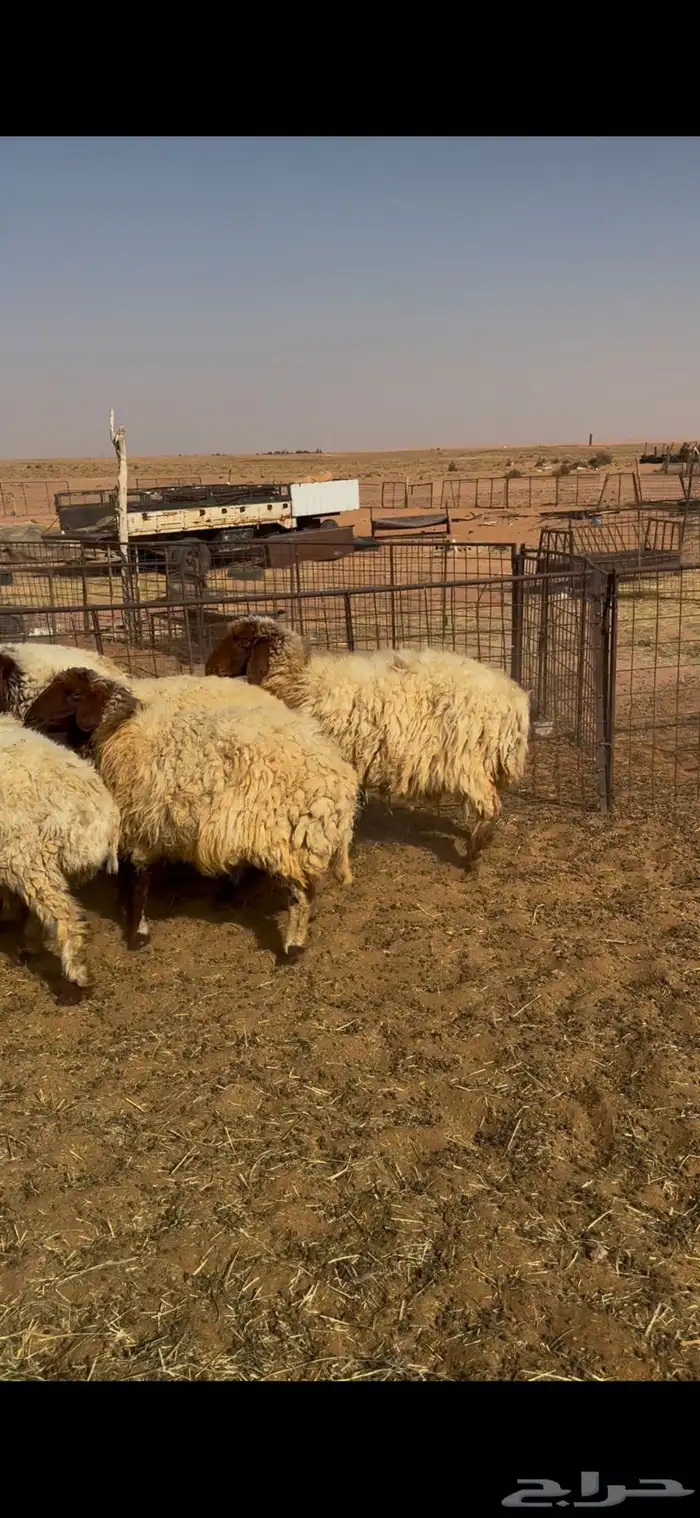 القصيم الاسياح 3