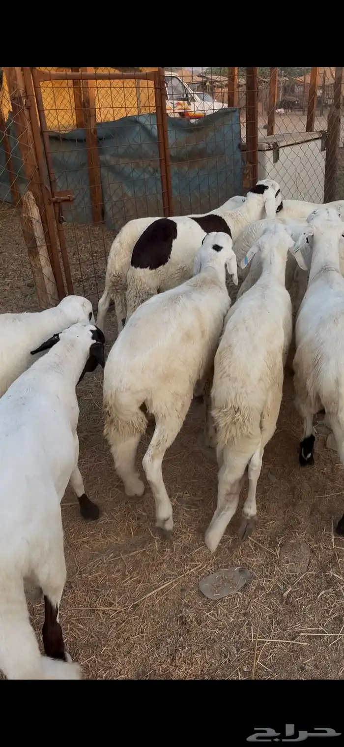 طليان سواكن بيض دمازين ذبايح هرافي نضيفه 1