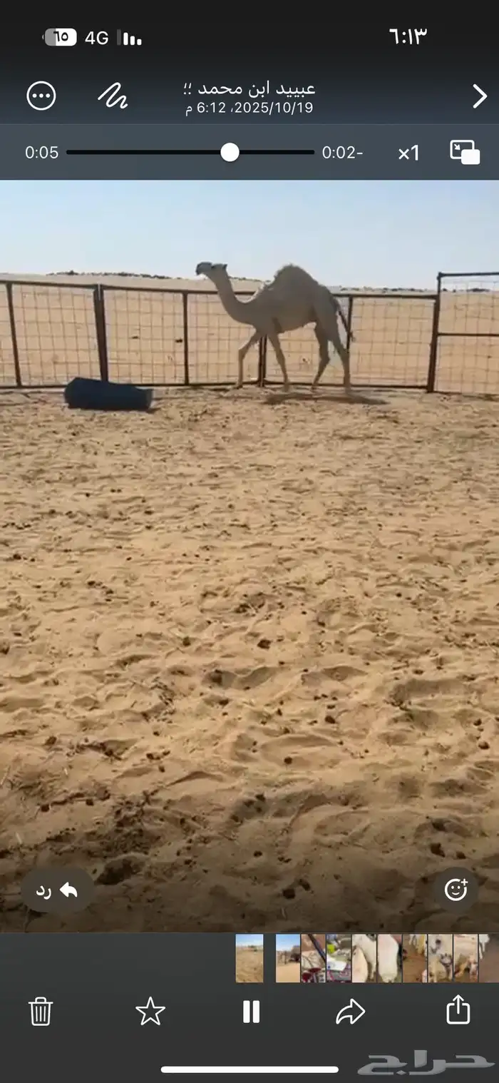 قعود فحل كفو جده مضيم وابوه موجود 5