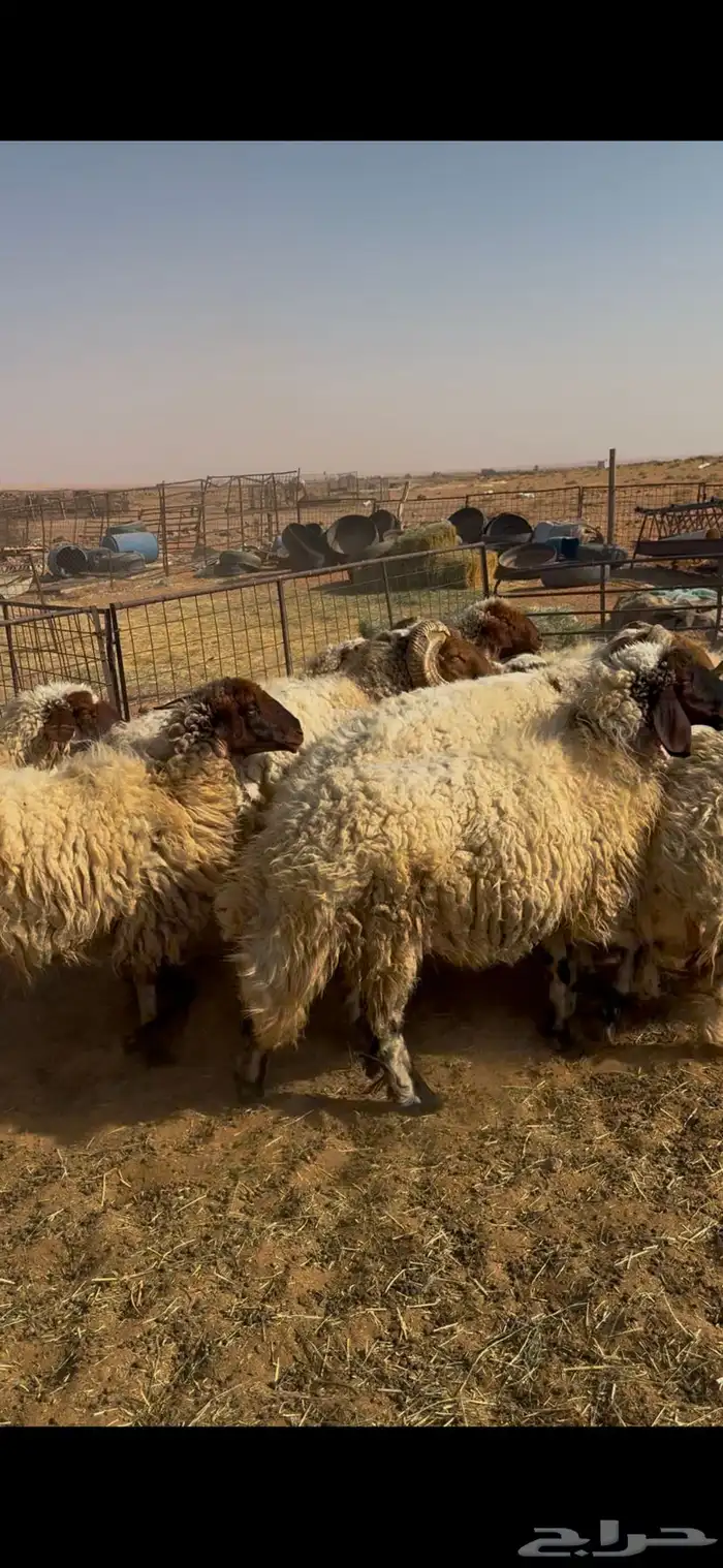 القصيم الاسياح 0